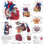 D042 Tavola didattica Cuore umano